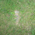 Buried Marker